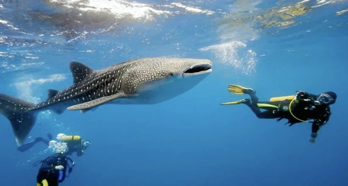 Diving in Maldives featured image